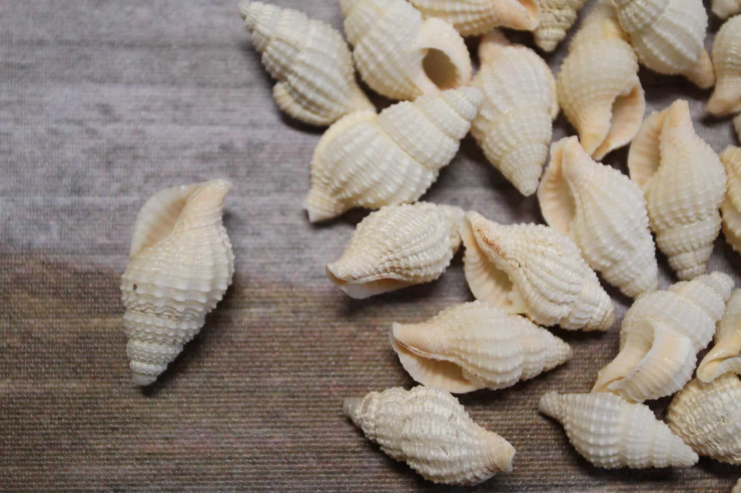 NASSARIUS RECTICULATA, Craft Suppy, Beach Decor, Florist Supply, All Occasion Gifts, Beach Art, SS-500