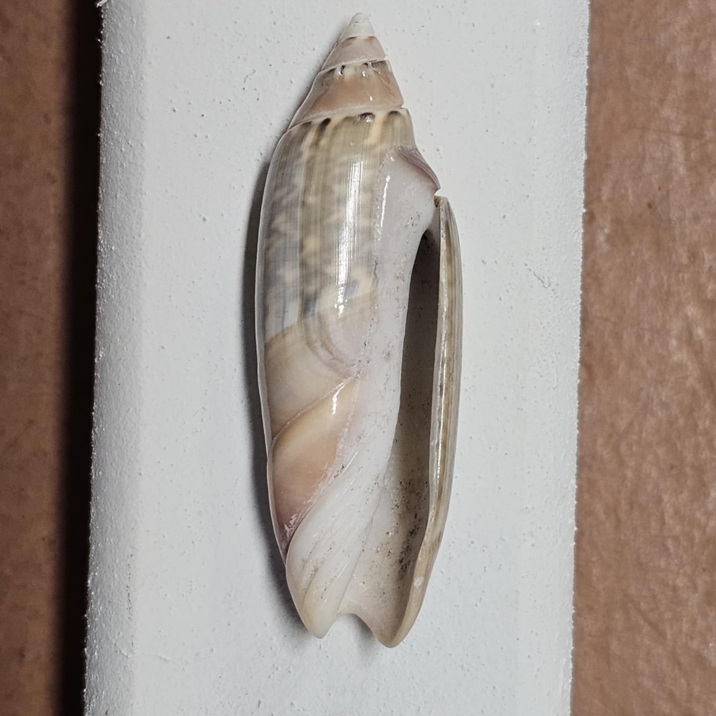 GREY ANCILL Olive,Sliced Seashell,Seashell Jewelry Supply,Beach Art,Sailors Valentines,Bath Decor,CS-22