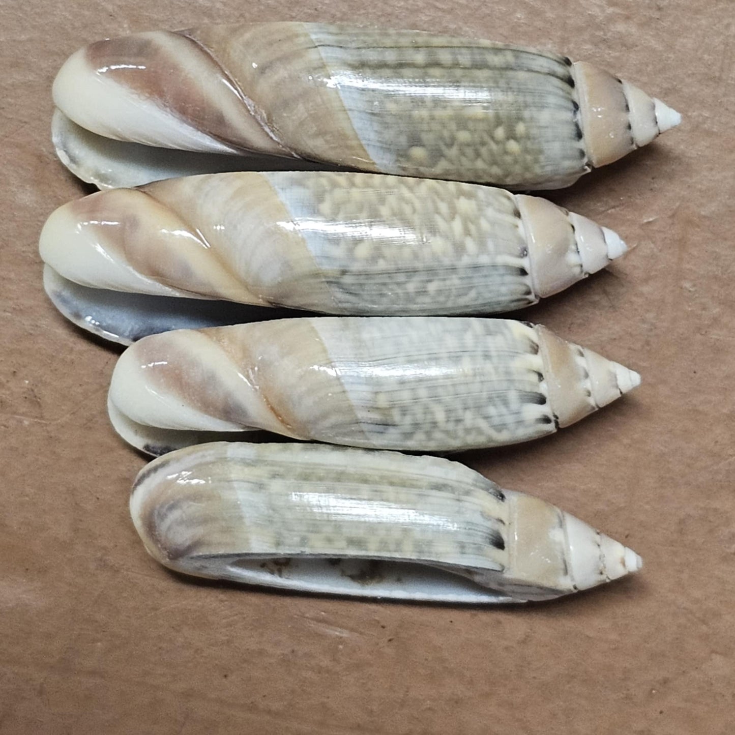 GREY ANCILL Olive,Sliced Seashell,Seashell Jewelry Supply,Beach Art,Sailors Valentines,Bath Decor,CS-22