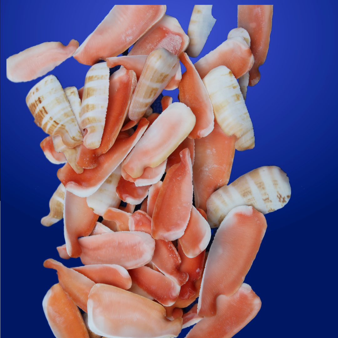 LIP CUT STRAWBERRY LUHUANUS, Upscale Shell Craft Supply, Beach Art, Sailors Valetines CS-24
