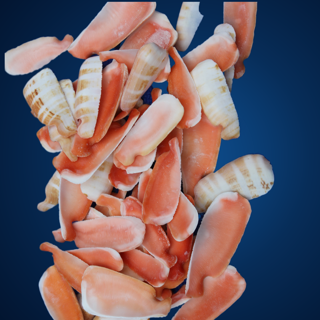 LIP CUT STRAWBERRY LUHUANUS, Upscale Shell Craft Supply, Beach Art, Sailors Valetines CS-24