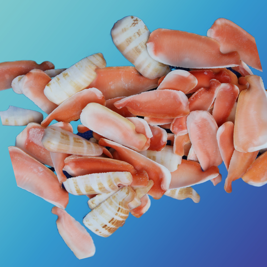 LIP CUT STRAWBERRY LUHUANUS, Upscale Shell Craft Supply, Beach Art, Sailors Valetines CS-24