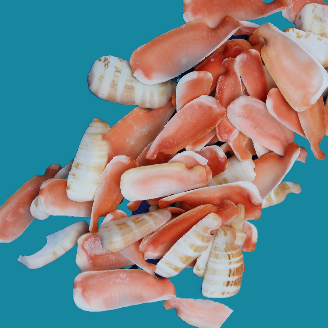 LIP CUT STRAWBERRY LUHUANUS, Upscale Shell Craft Supply, Beach Art, Sailors Valetines CS-24
