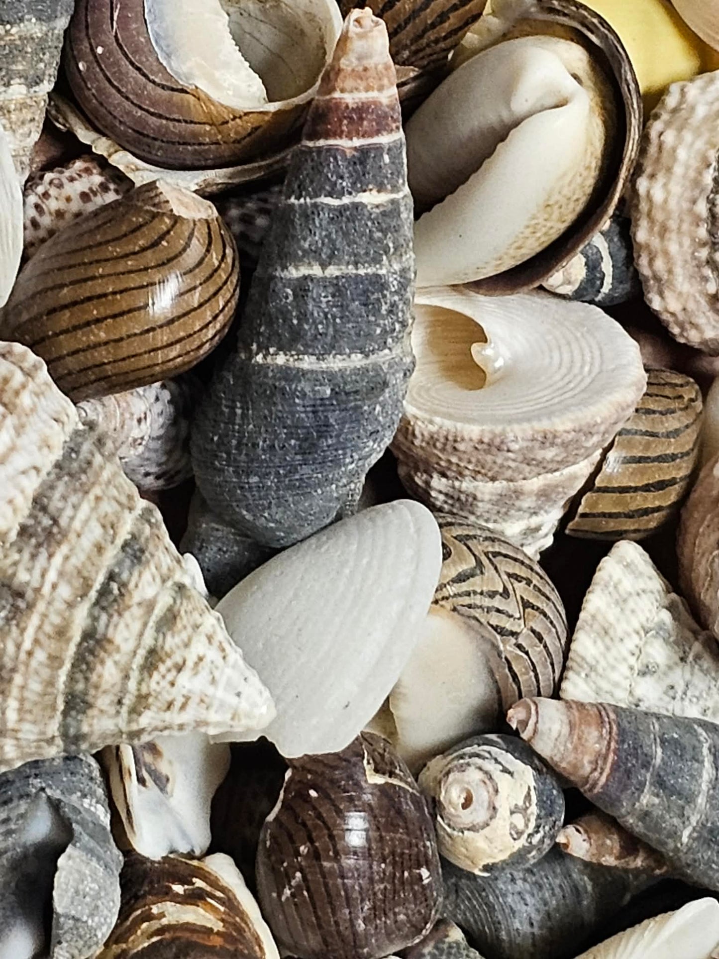 1-Pound, SEASHELL SMALL MIX, Craft Supply, Beach Art,Mosaics,Resin Pour Crafts,Seashell Flowers,SS-172