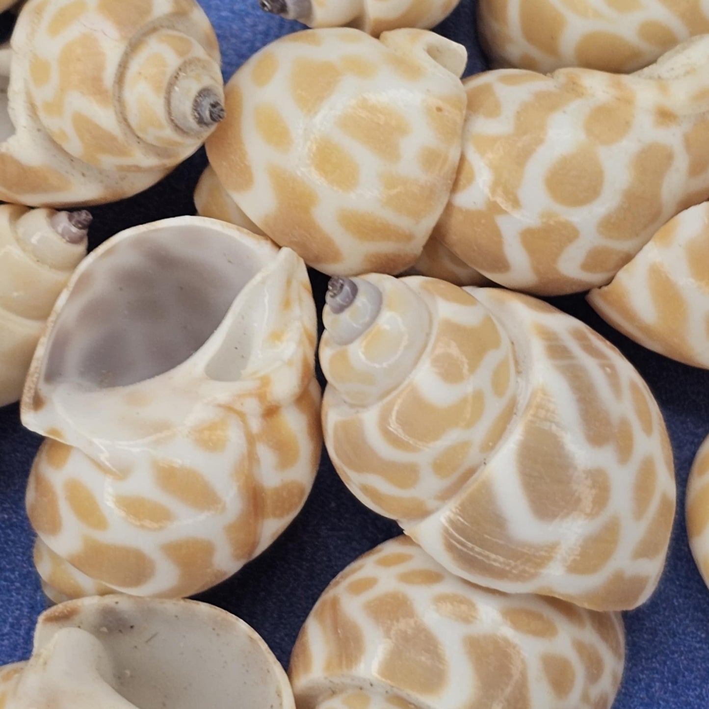 SEASHELLS, 1 Pound of BABYLONIA Seashells,Sailors Valentines,Coastal Decor,All Occasion Gifts,Beading Crafts,Mosaics,Jewelry Supply,SS-112