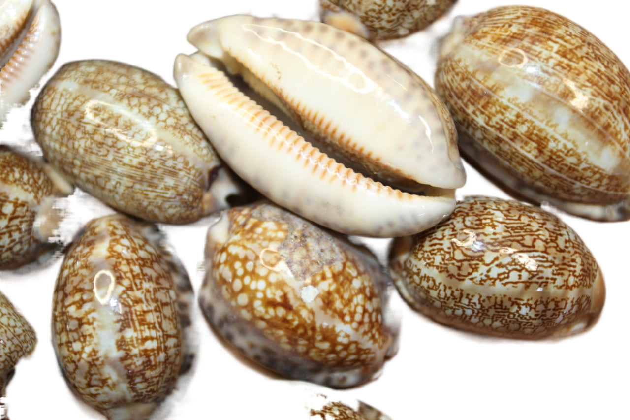 Arabica cypraea Cowrie ~ Glistening seashell with a "wet look". A natural beauty for all shell crafting, beaded curtains and collections! Ships Free! SS-292