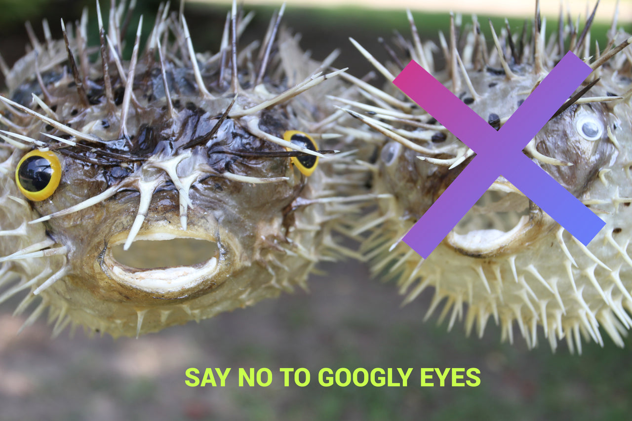 Porcupine Fish with realistic eyes!  9"-10" taxidermy fish, Great gift, teacher's aid and more! Ships Free! BH-PE10