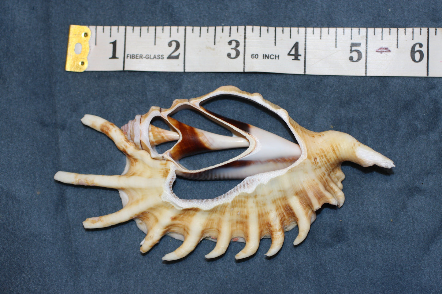 LAMBIS MILLIPEDIA. Free shipping, Sliced , cut shells, teacher aid , many spines, sailor valentines. cs#82