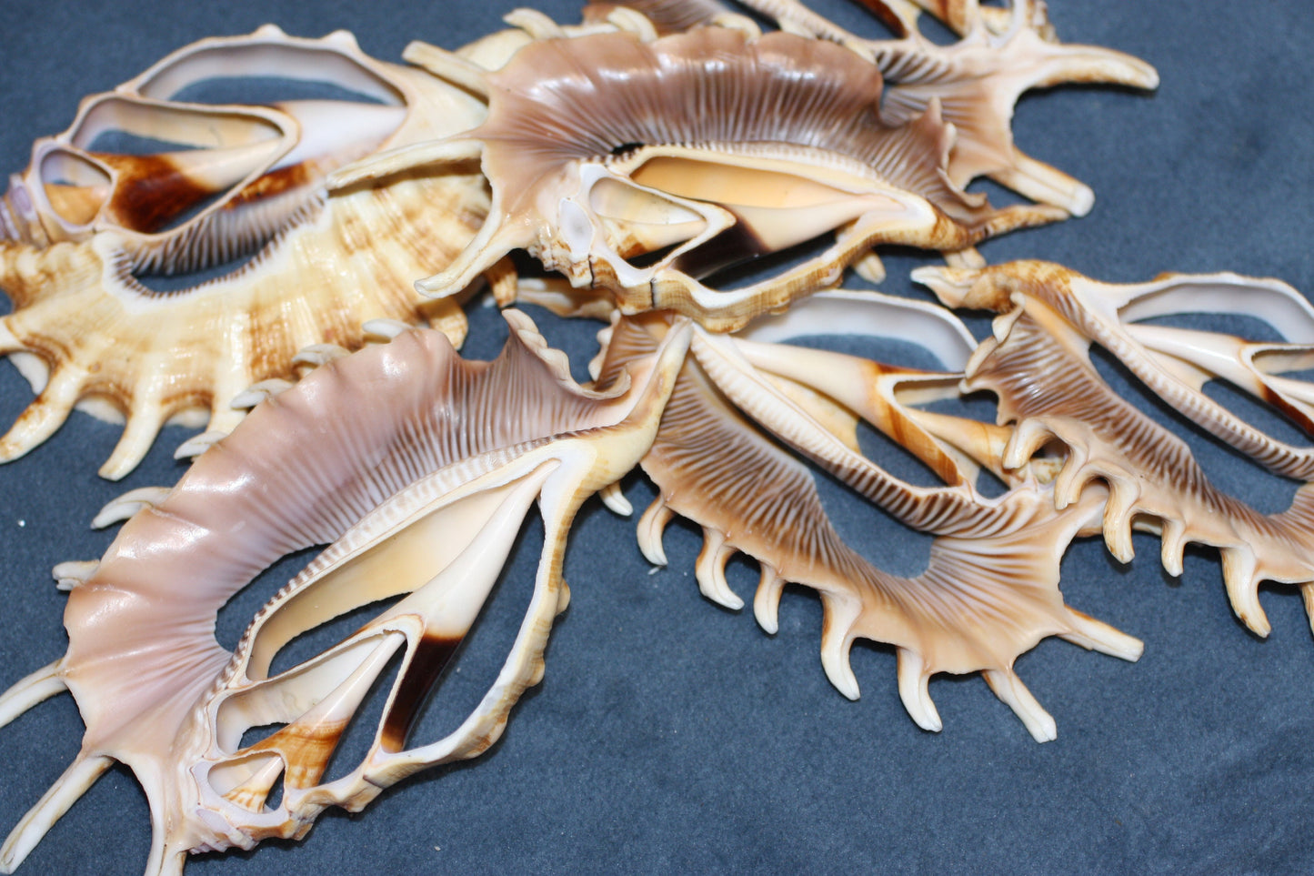 LAMBIS MILLIPEDIA. Free shipping, Sliced , cut shells, teacher aid , many spines, sailor valentines. cs#82