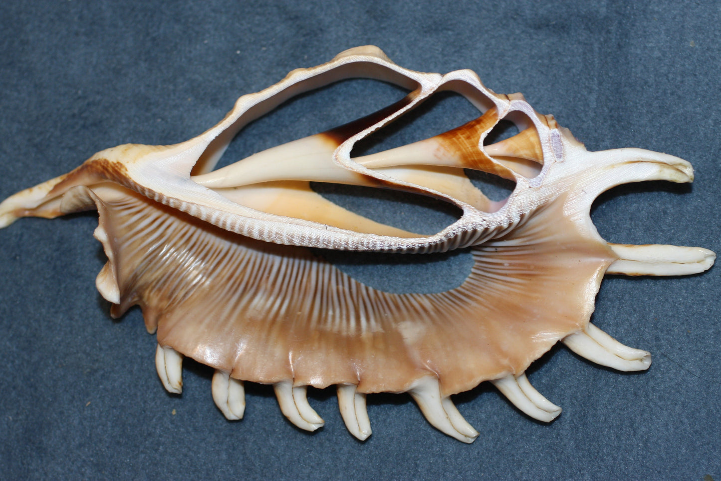 LAMBIS MILLIPEDIA. Free shipping, Sliced , cut shells, teacher aid , many spines, sailor valentines. cs#82