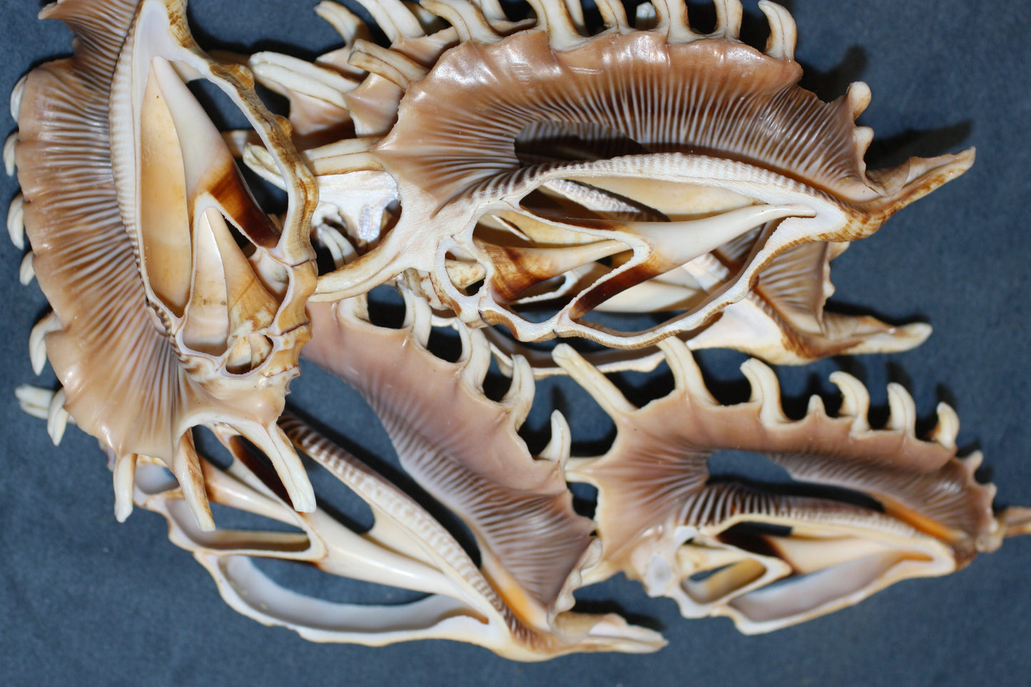 LAMBIS MILLIPEDIA. Free shipping, Sliced , cut shells, teacher aid , many spines, sailor valentines. cs#82