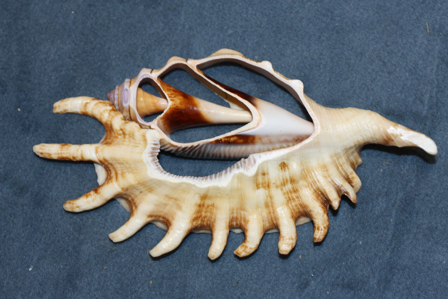 LAMBIS MILLIPEDIA. Free shipping, Sliced , cut shells, teacher aid , many spines, sailor valentines. cs#82