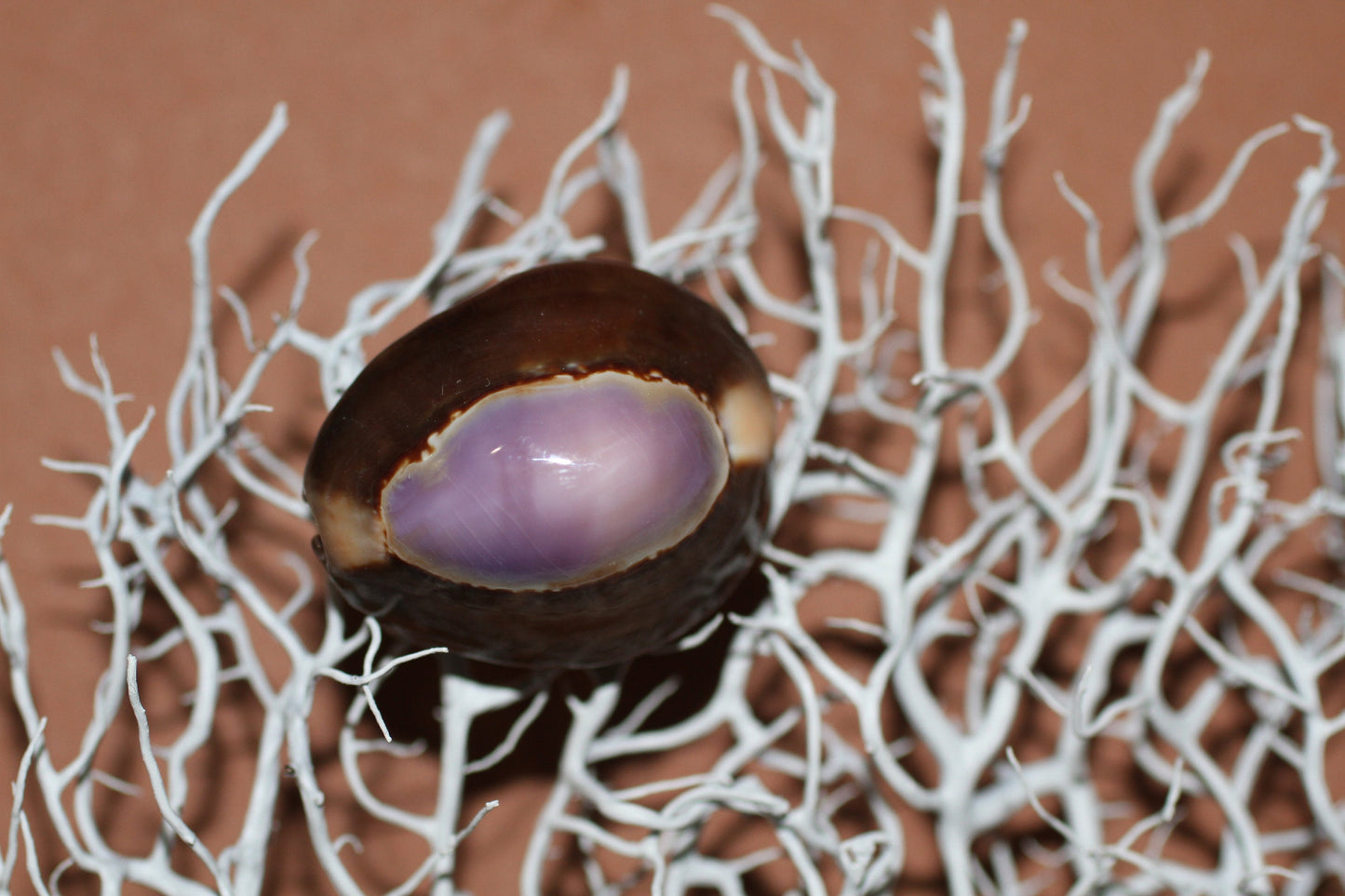 1+ inch size range, Polished Purple Top Cowries Seashells, Craft Supply,beach decor, SS-37