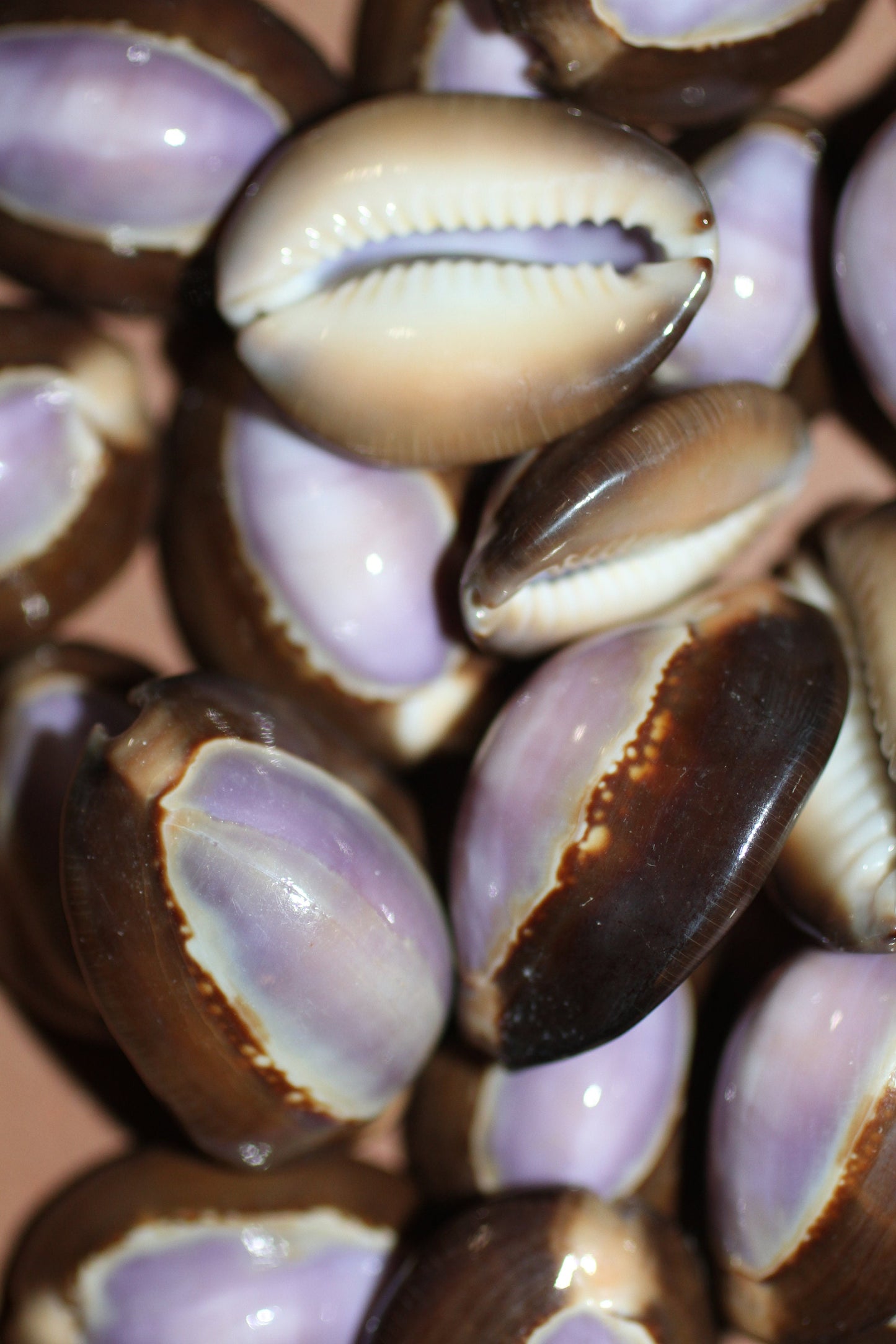 1+ inch size COWRIES, Polished Purple Seashells, Shell Crafts, SS-37