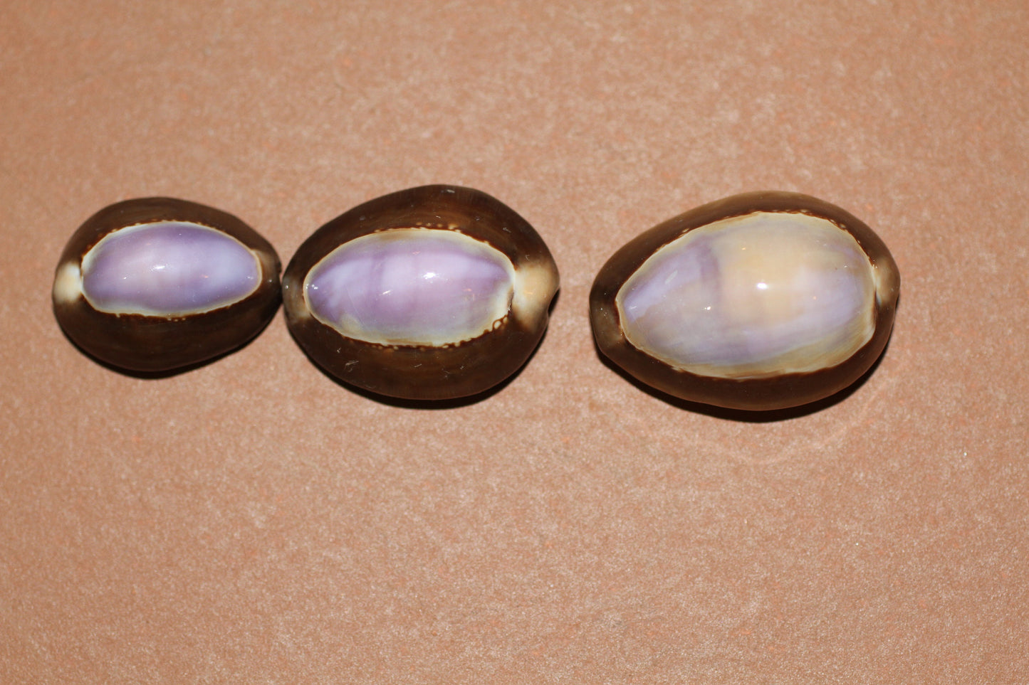 1+ inch size COWRIES, Polished Purple Seashells, Shell Crafts, SS-37