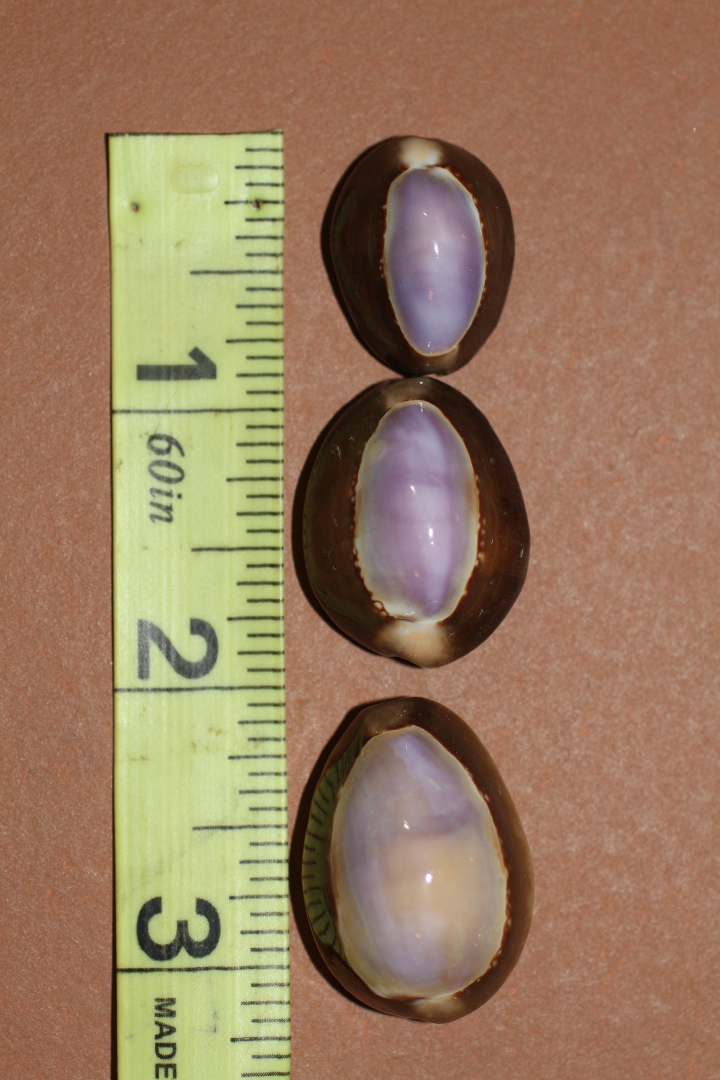 1+ inch size COWRIES, Polished Purple Seashells, Shell Crafts, SS-37