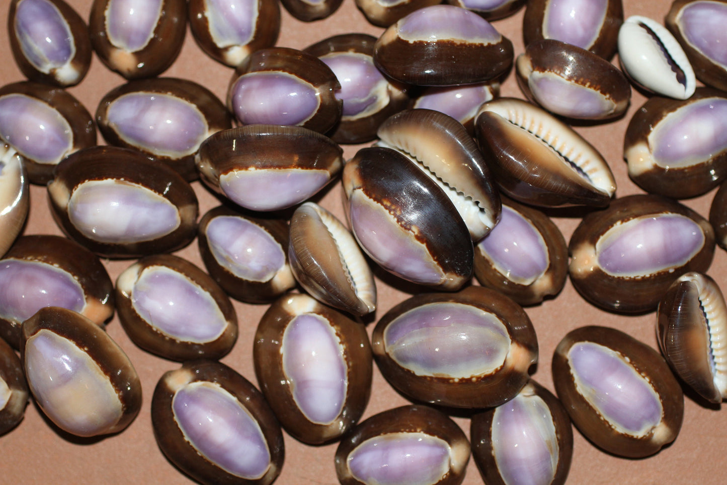 1+ inch size range, Polished Purple Top Cowries Seashells, Craft Supply,beach decor, SS-37
