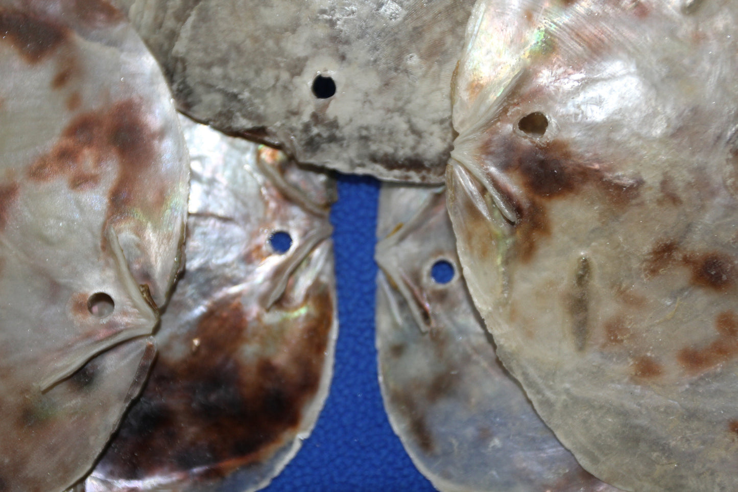 DRILLED, Large Saddle Oysters Craft Seashells, Wreath Supply, Beach Home Decor, SS-61H