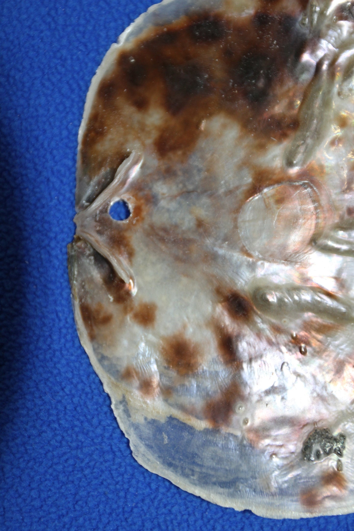 DRILLED, Large Saddle Oysters Craft Seashells, Wreath Supply, Beach Home Decor, SS-61H