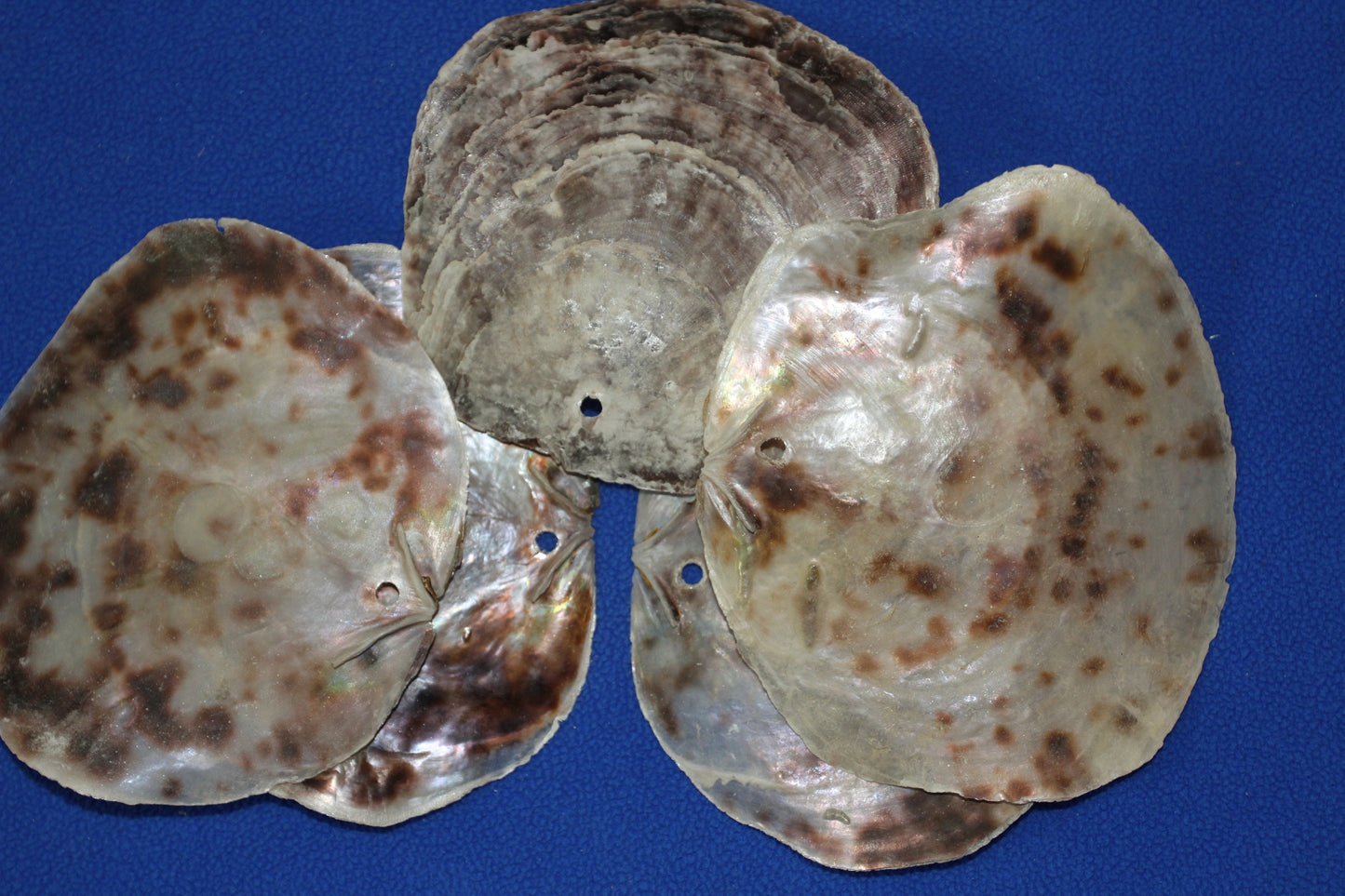 DRILLED, Large Saddle Oysters Craft Seashells, Wreath Supply, Beach Home Decor, SS-61H