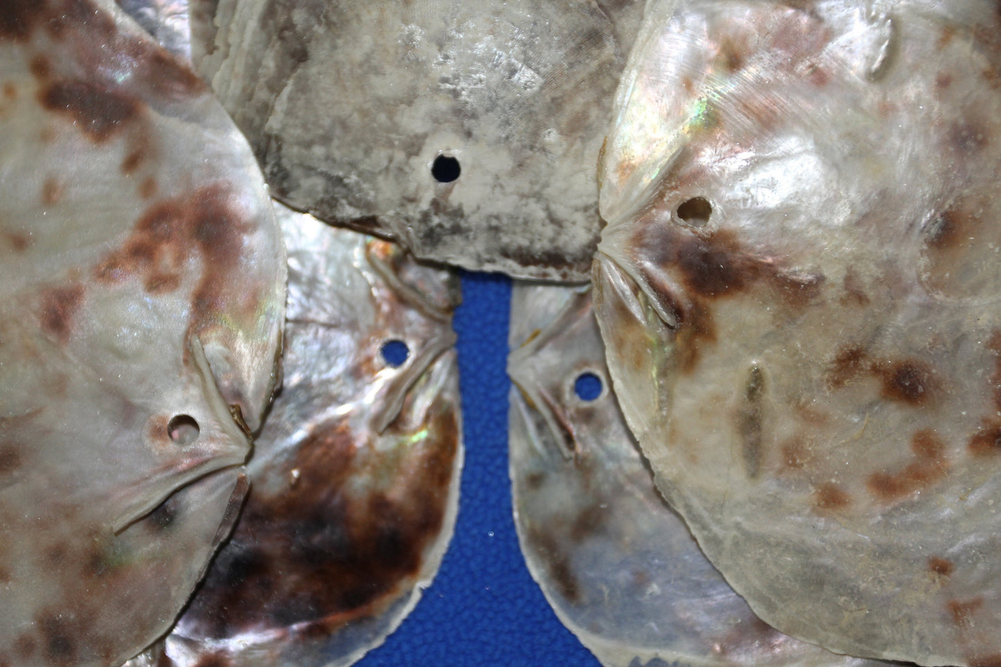 DRILLED, Large Saddle Oysters Craft Seashells, Wreath Supply, Beach Home Decor, SS-61H