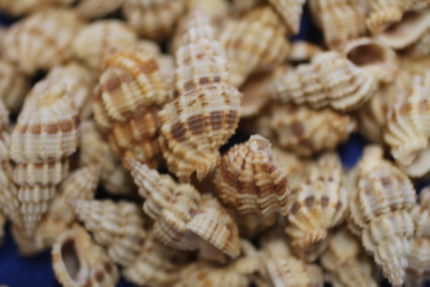 PHOS SENTICOSUS Craft Seashells, Beach Art, Hair Accessory, Mosaics, Candle Embeds, All Occasion Gifts SS-139