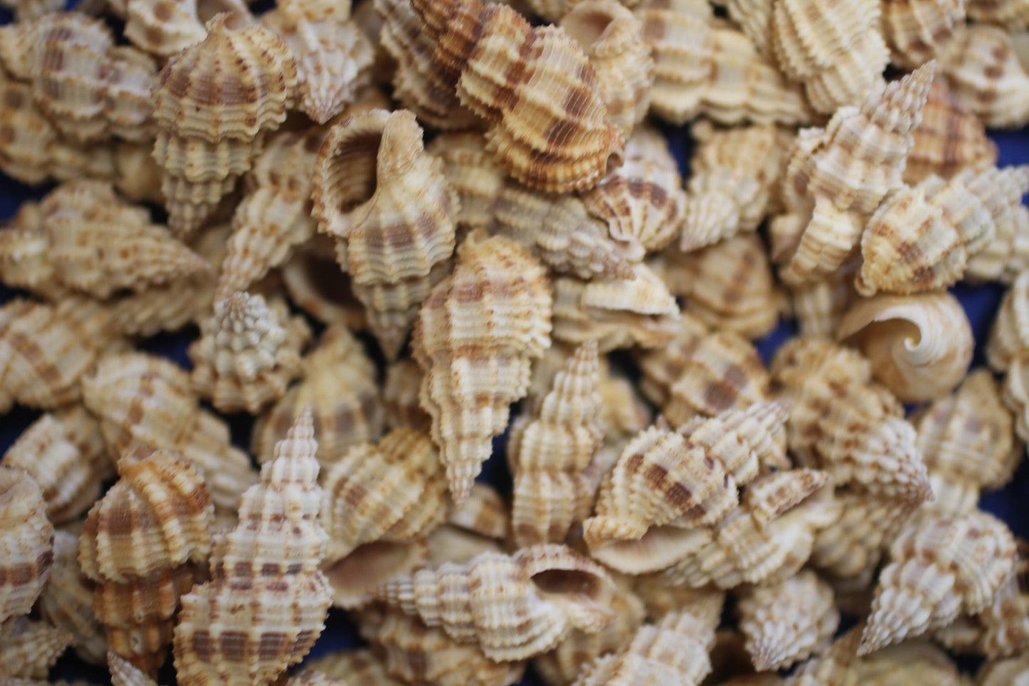 PHOS SENTICOSUS Craft Seashells, Beach Art, Hair Accessory, Mosaics, Candle Embeds, All Occasion Gifts SS-139
