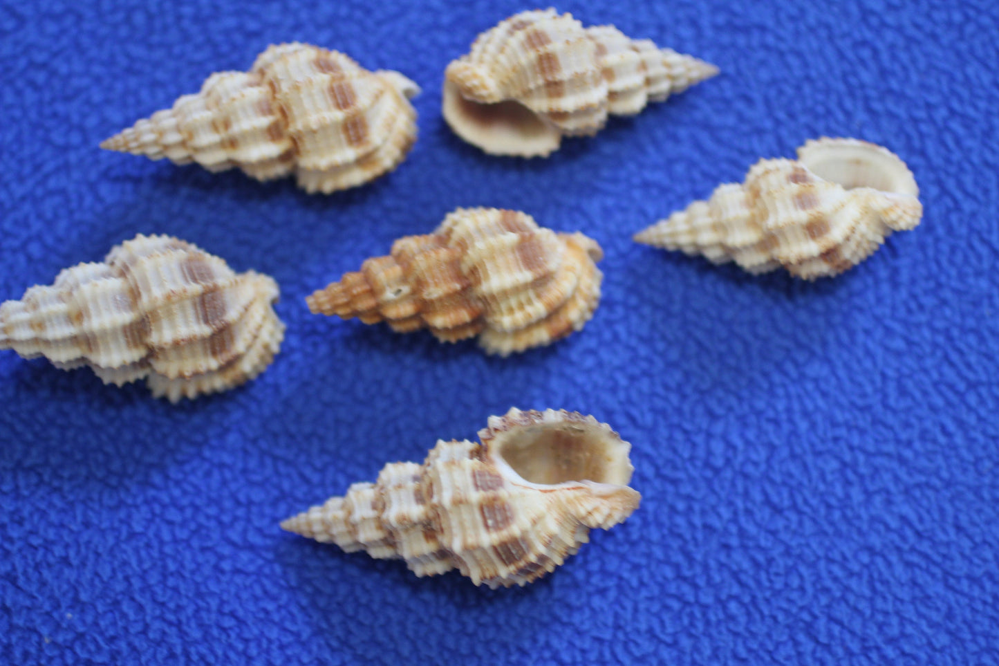 PHOS SENTICOSUS Craft Seashells, Beach Art, Hair Accessory, Mosaics, Candle Embeds, All Occasion Gifts SS-139