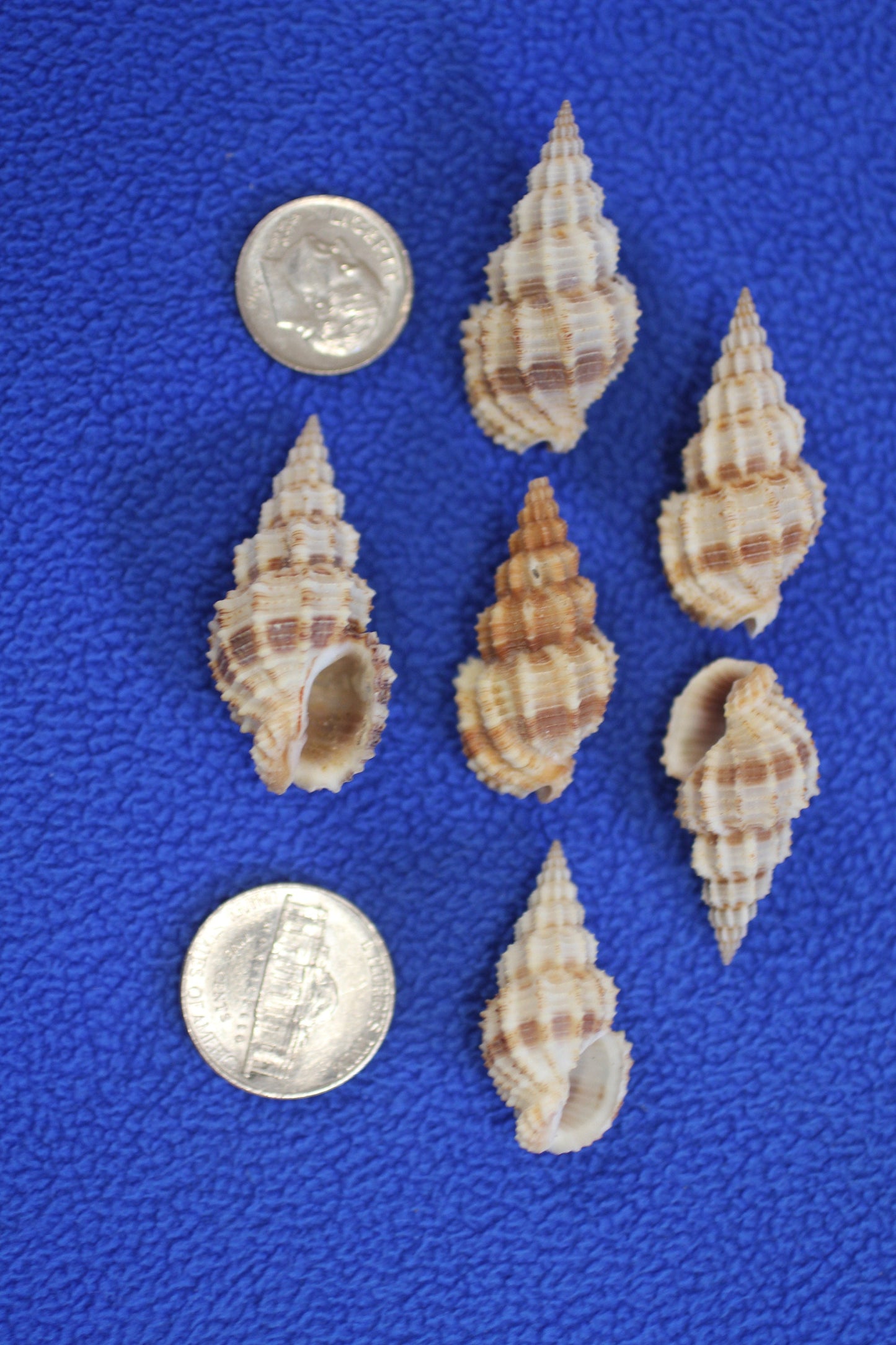 PHOS SENTICOSUS Craft Seashells, Beach Art, Hair Accessory, Mosaics, Candle Embeds, All Occasion Gifts SS-139