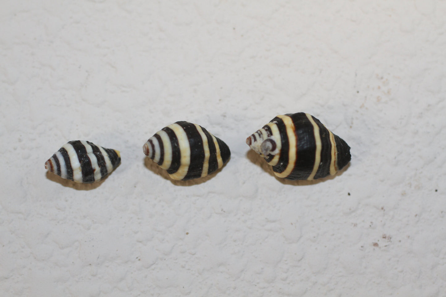 BUMBLE BEES CRAFT SEASHELLS, Sailors Valentine, Beach Decor, Mosaic Supply, Custom Greeting Cards, SS-10