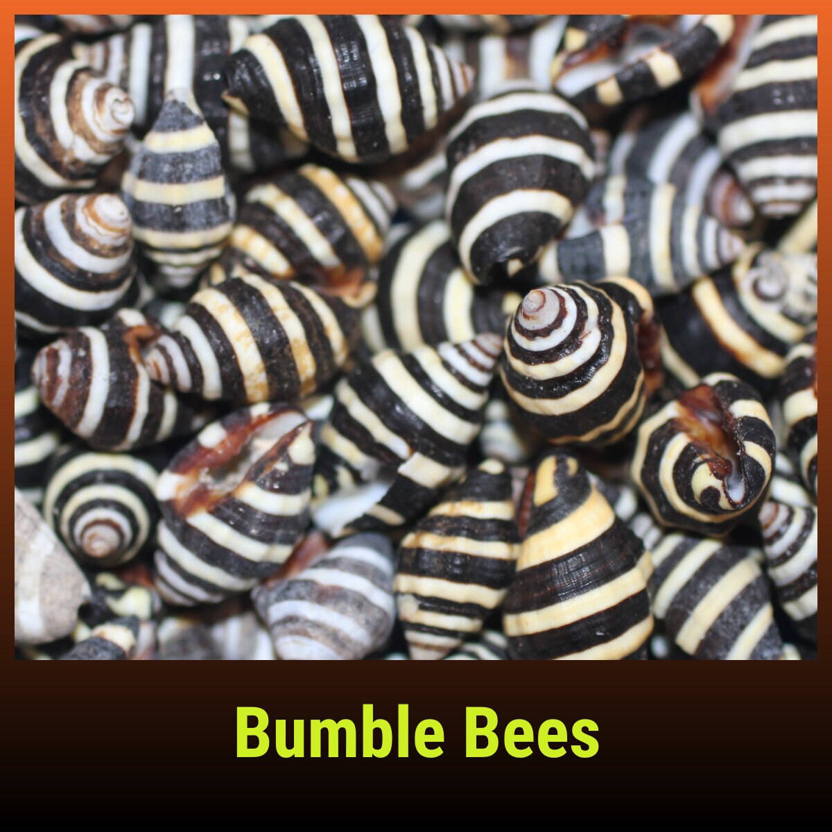 BUMBLE BEES CRAFT SEASHELLS, Sailors Valentine, Beach Decor, Mosaic Supply, Custom Greeting Cards, SS-10