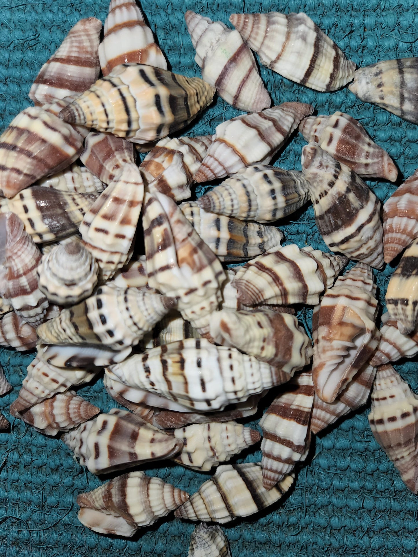MITRA RAGOSA SEASHELLS, Craft Shells, Beach Decor, Beah Art, Resin Art Supply, Sailors Valentines, Mosaic Supply SS-187