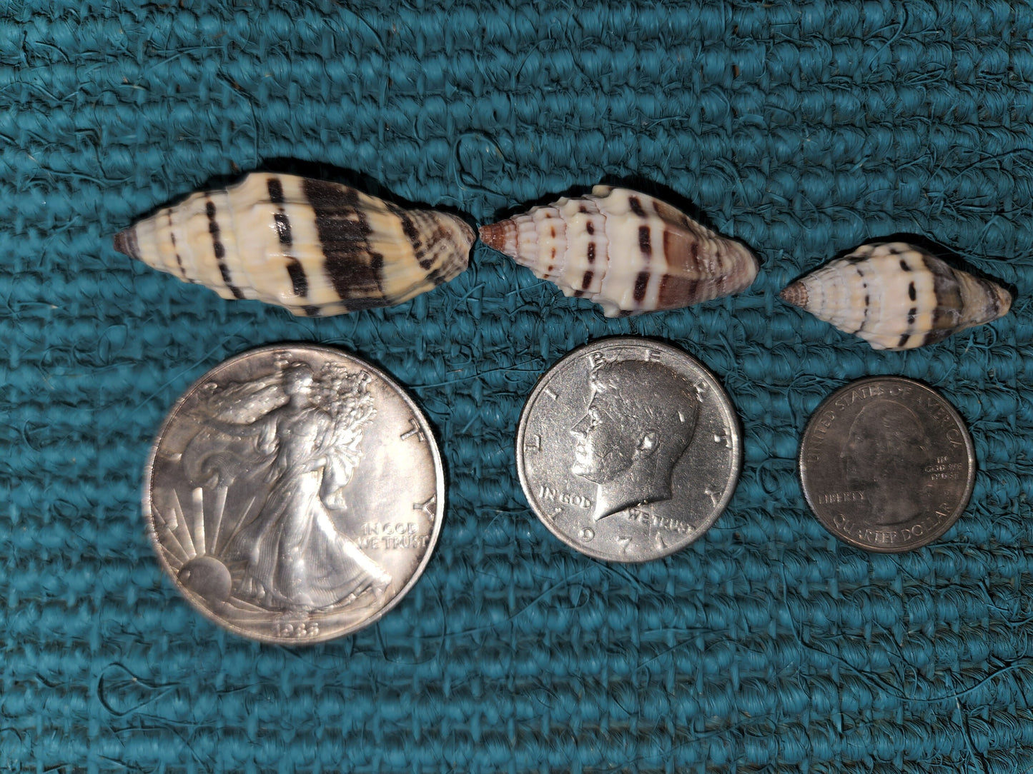 MITRA RAGOSA SEASHELLS, Craft Shells, Beach Decor, Beah Art, Resin Art Supply, Sailors Valentines, Mosaic Supply SS-187