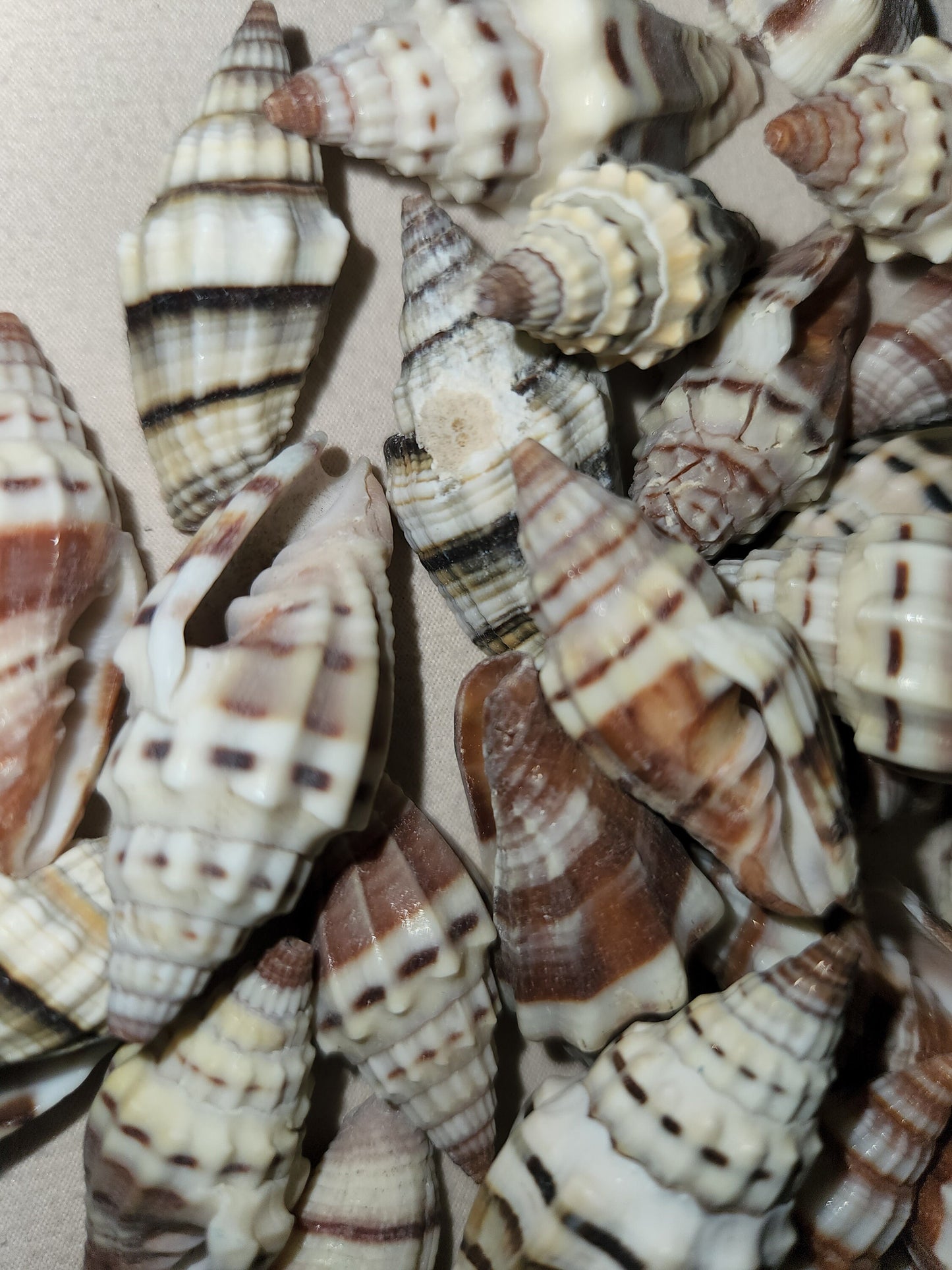 MITRA RAGOSA SEASHELLS, Craft Shells, Beach Decor, Beah Art, Resin Art Supply, Sailors Valentines, Mosaic Supply SS-187