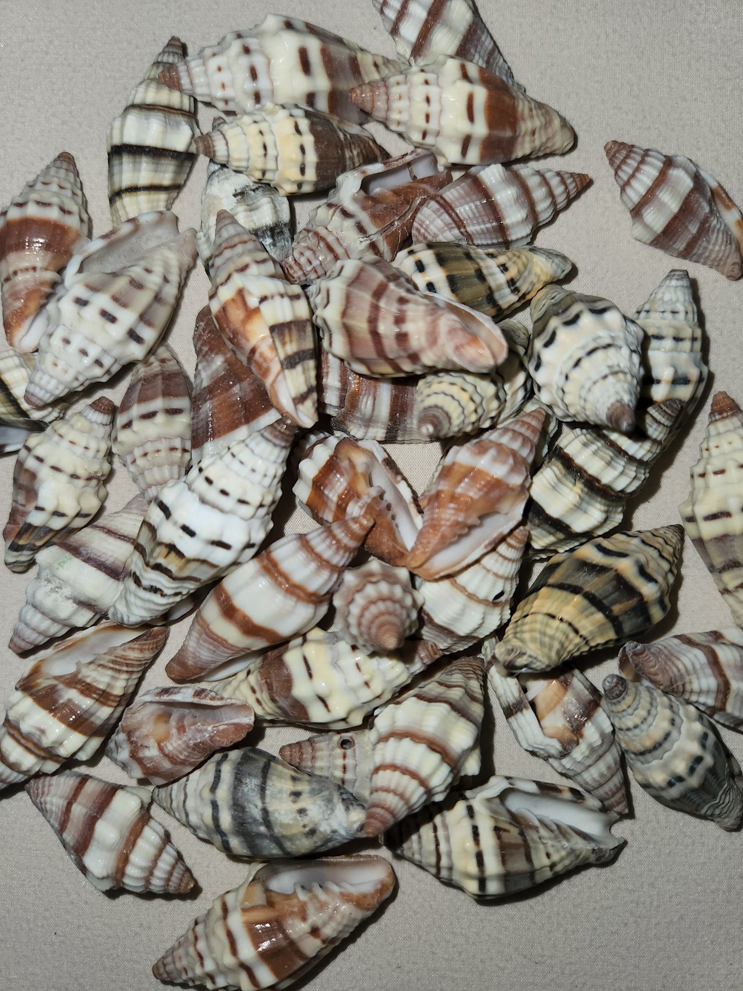 MITRA RAGOSA SEASHELLS, Craft Shells, Beach Decor, Beah Art, Resin Art Supply, Sailors Valentines, Mosaic Supply SS-187