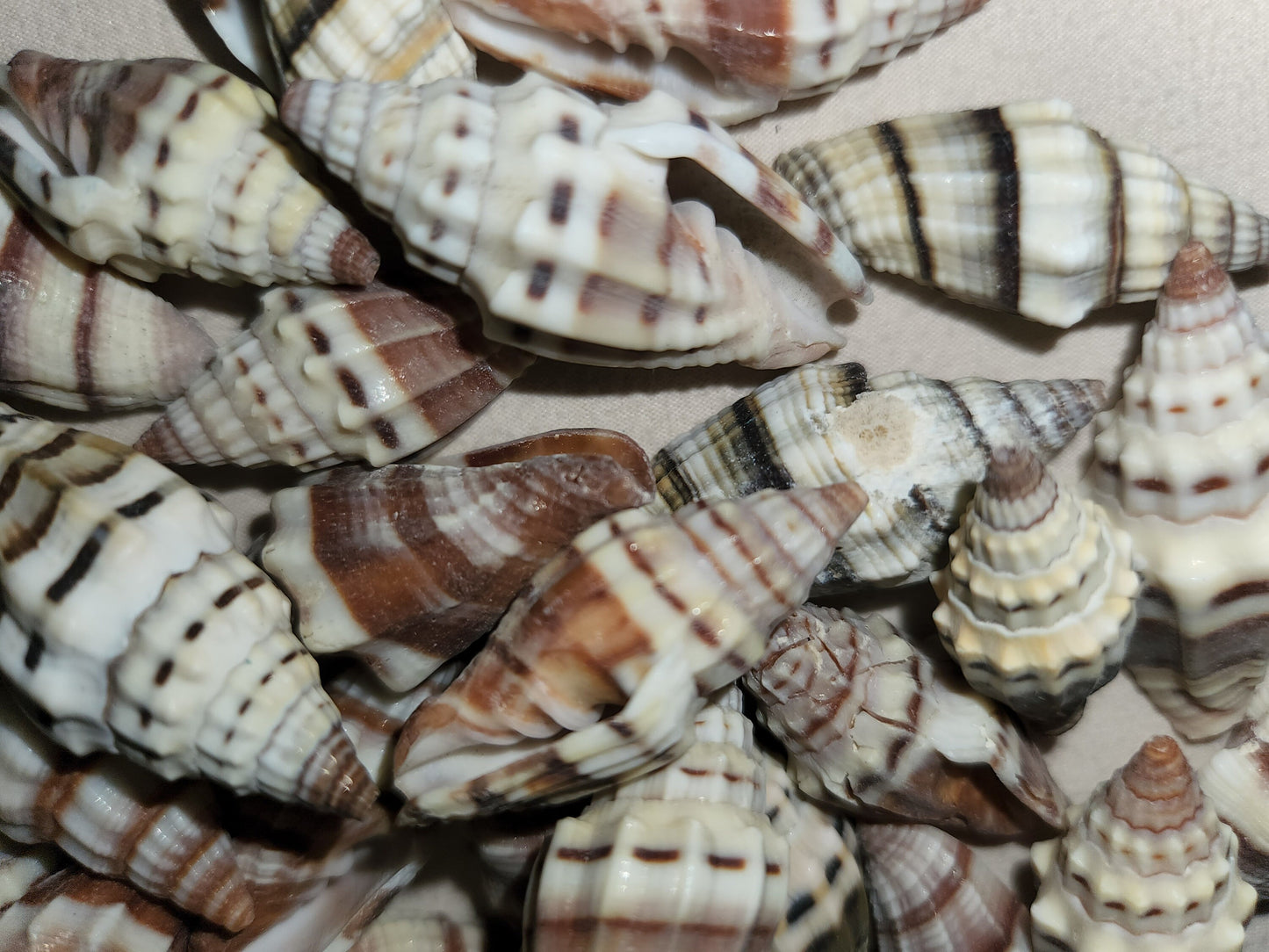 MITRA RAGOSA SEASHELLS, Craft Shells, Beach Decor, Beah Art, Resin Art Supply, Sailors Valentines, Mosaic Supply SS-187