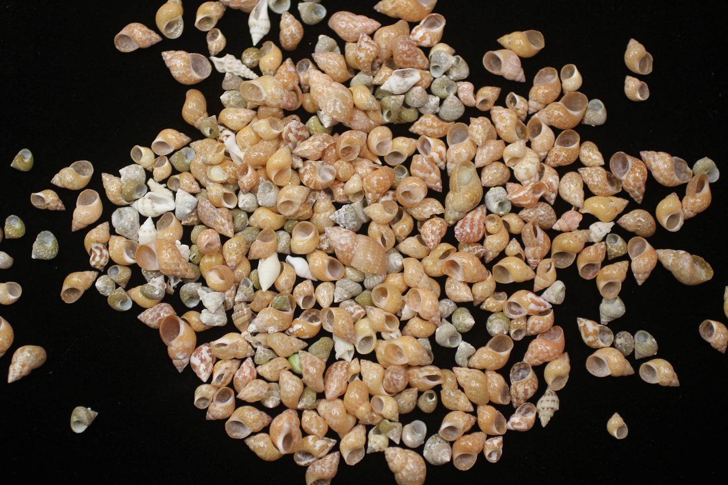 SHELL CRAFT SUPPPLY, PHASIANELLA PHEASANT Craft Seashells, Tiny Seashells, Sold by the Pound, Sailors Valentine, Mosaics, Candle Embeds SS-340