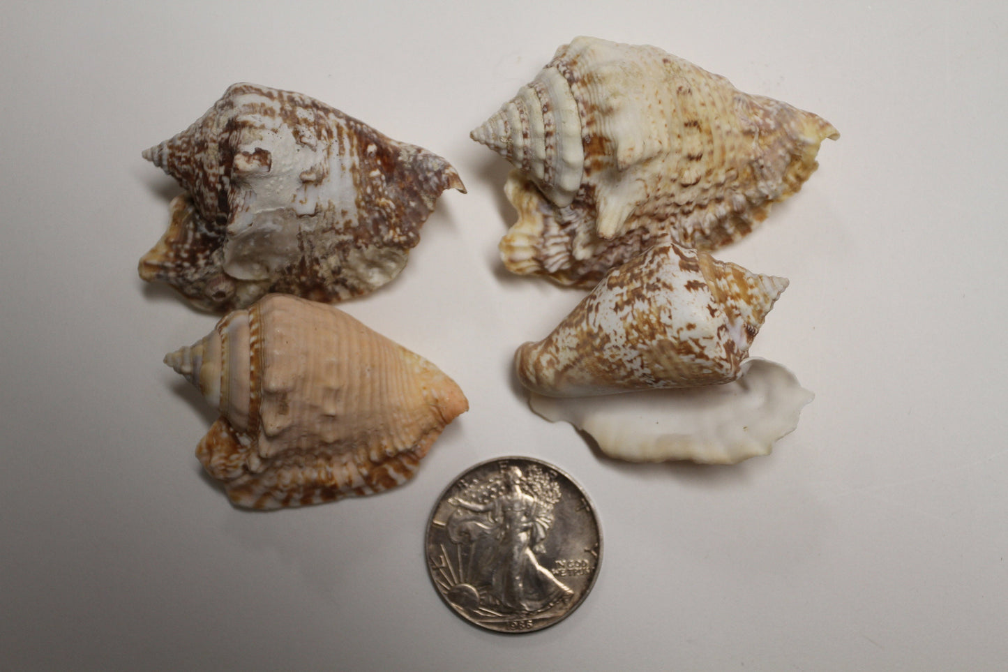HAWKWING SEASHELLS- Craft Supply, Sailors Valentines, Home Decoration, Crafts, Beach Decor, Shell Collection-SS-351