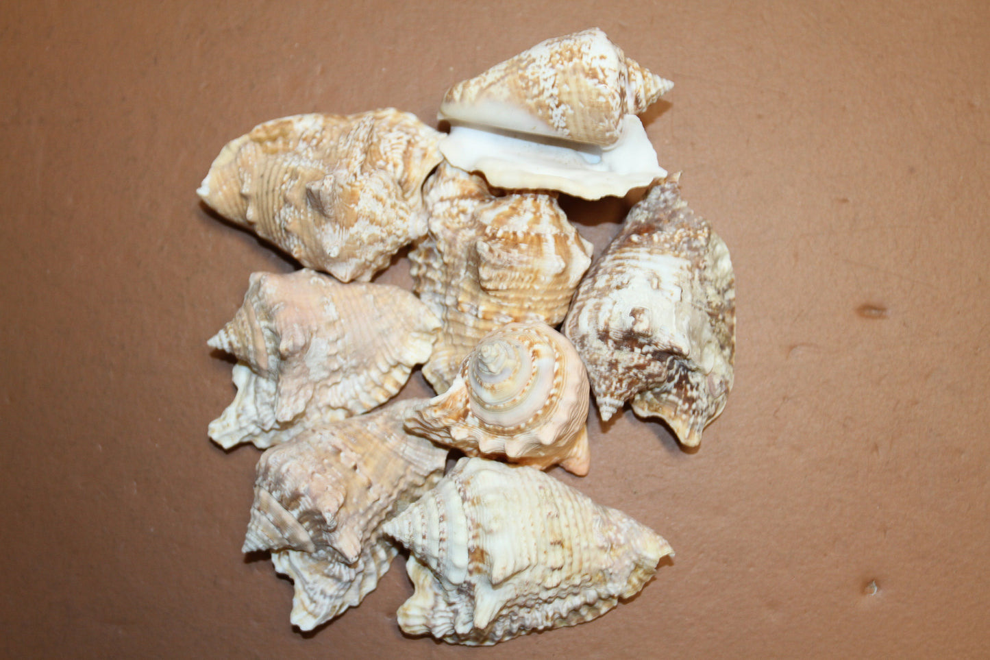HAWKWING SEASHELLS- Craft Supply, Sailors Valentines, Home Decoration, Crafts, Beach Decor, Shell Collection-SS-351