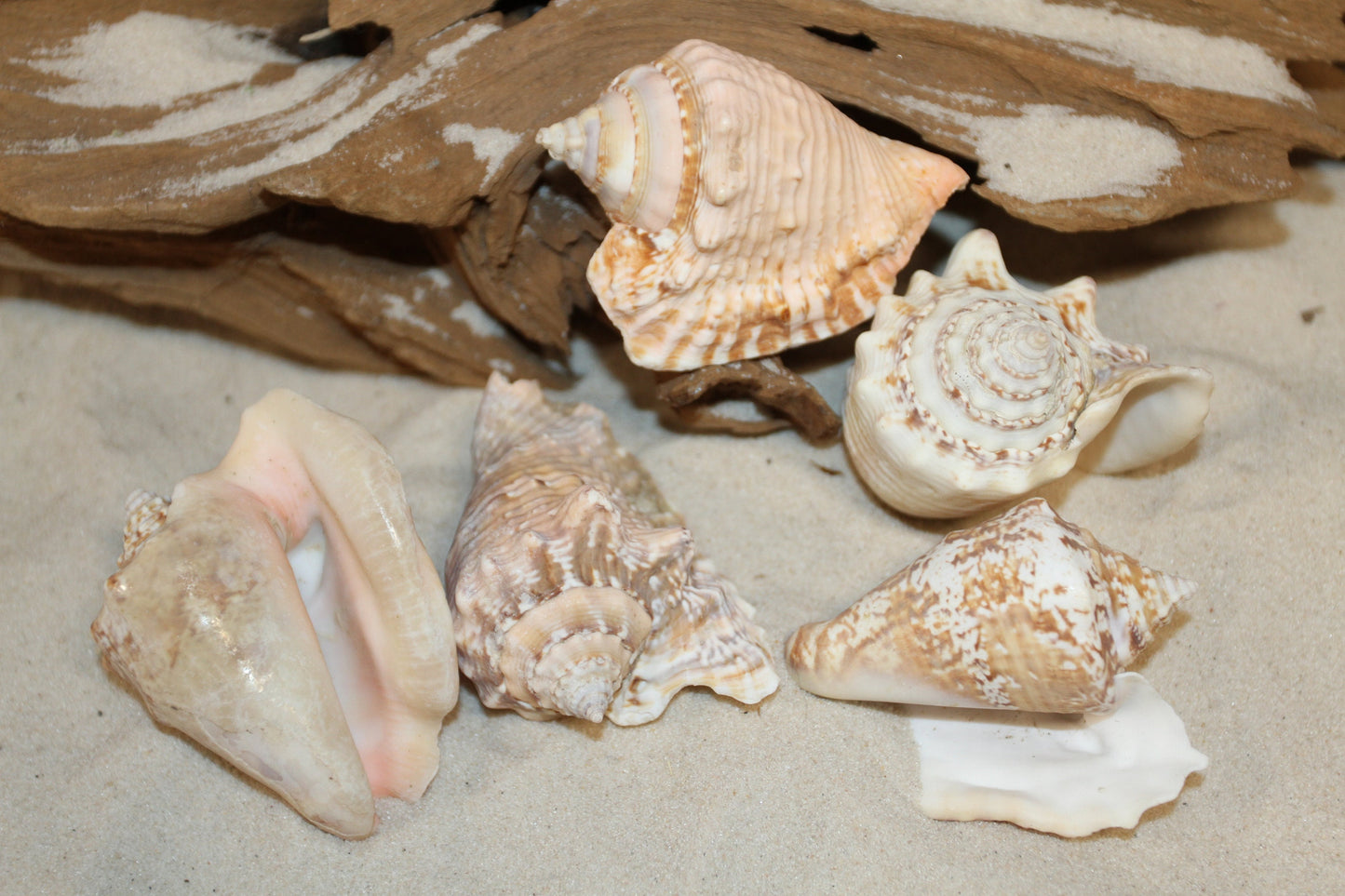 HAWKWING SEASHELLS- Craft Supply, Sailors Valentines, Home Decoration, Crafts, Beach Decor, Shell Collection-SS-351