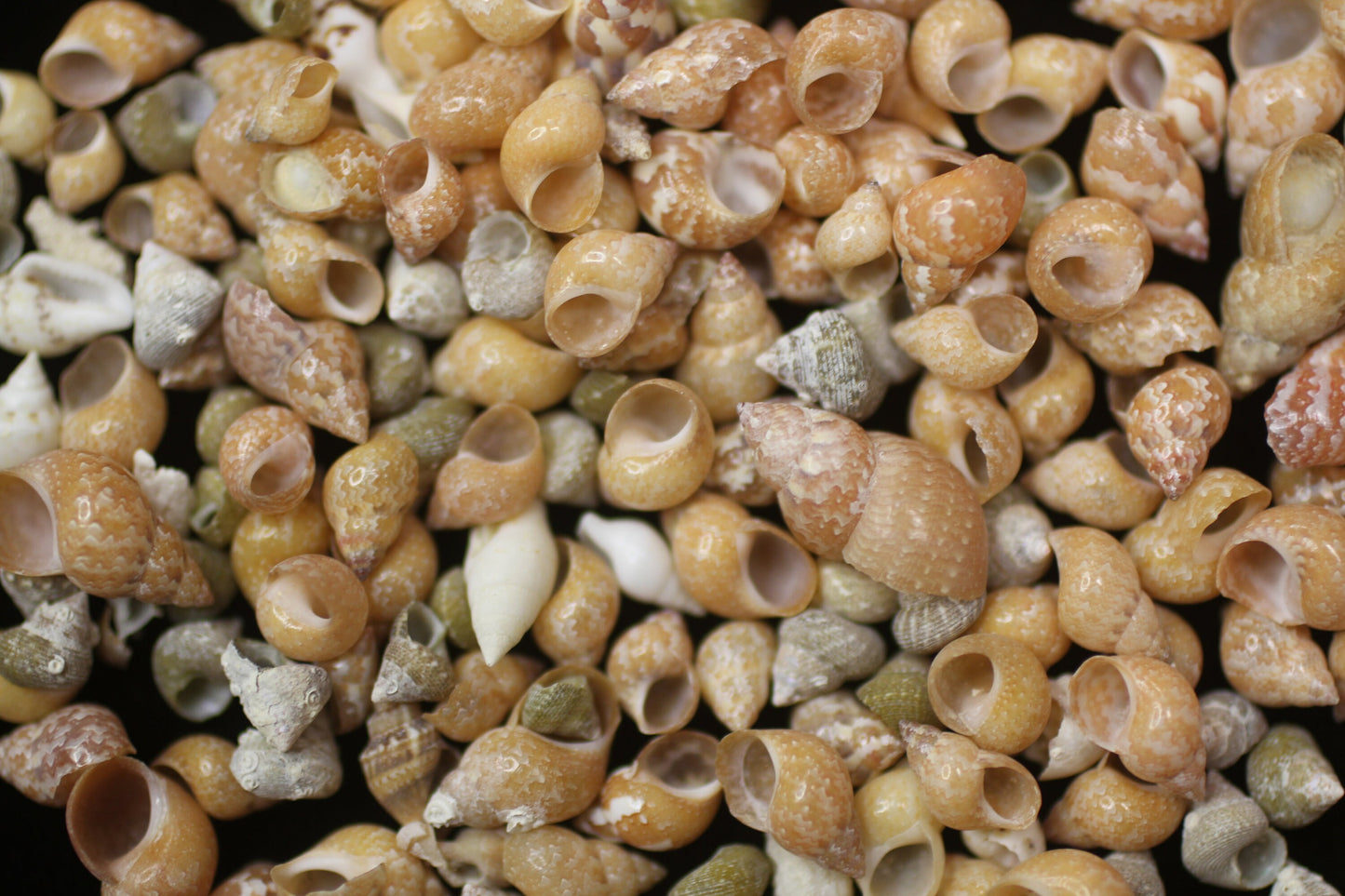 SHELL CRAFT SUPPPLY, PHASIANELLA PHEASANT Craft Seashells, Tiny Seashells, Sold by the Pound, Sailors Valentine, Mosaics, Candle Embeds SS-340