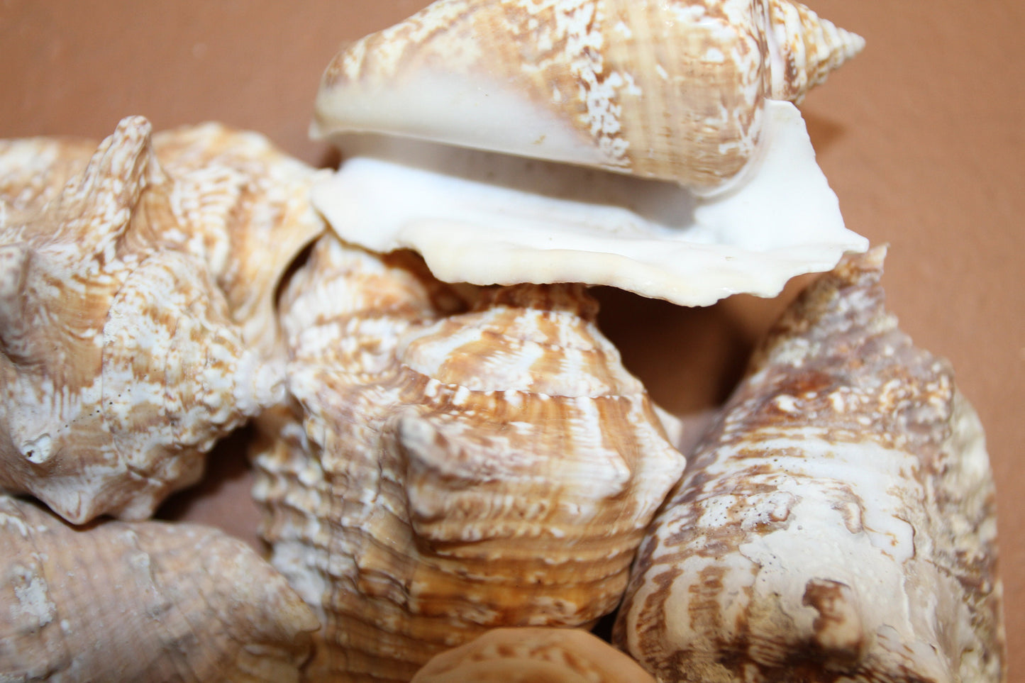 HAWKWING SEASHELLS- Craft Supply, Sailors Valentines, Home Decoration, Crafts, Beach Decor, Shell Collection-SS-351