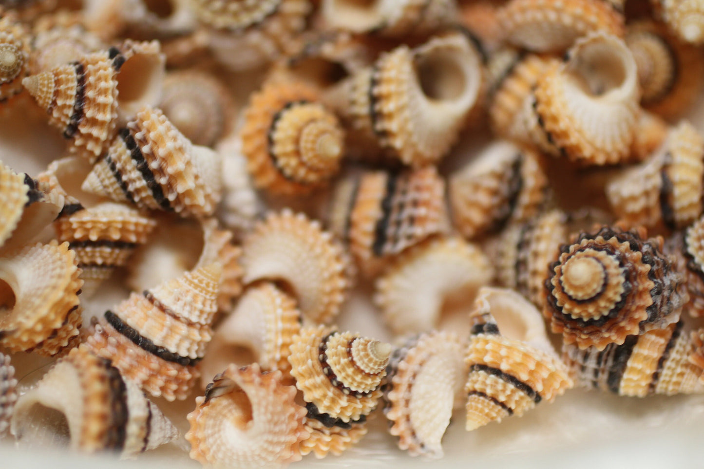 Small Tectarius Cornonatus Seashell Crafts Supplies- Upscale Crafts- Wreath Supply- Beach- Coastal- Nautical Decor- Jewelry Supply SS-417