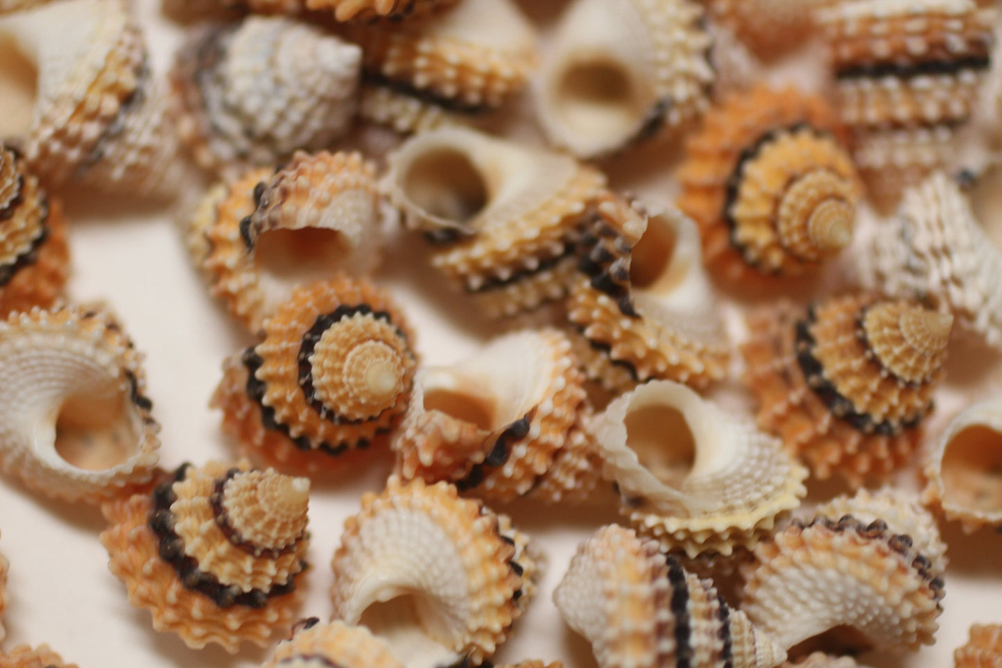 Small Tectarius Cornonatus Seashell Crafts Supplies- Upscale Crafts- Wreath Supply- Beach- Coastal- Nautical Decor- Jewelry Supply SS-417