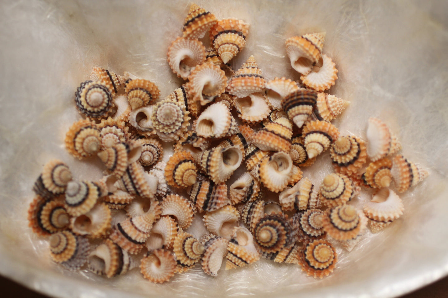 Small Tectarius Cornonatus Seashell Crafts Supplies- Upscale Crafts- Wreath Supply- Beach- Coastal- Nautical Decor- Jewelry Supply SS-417