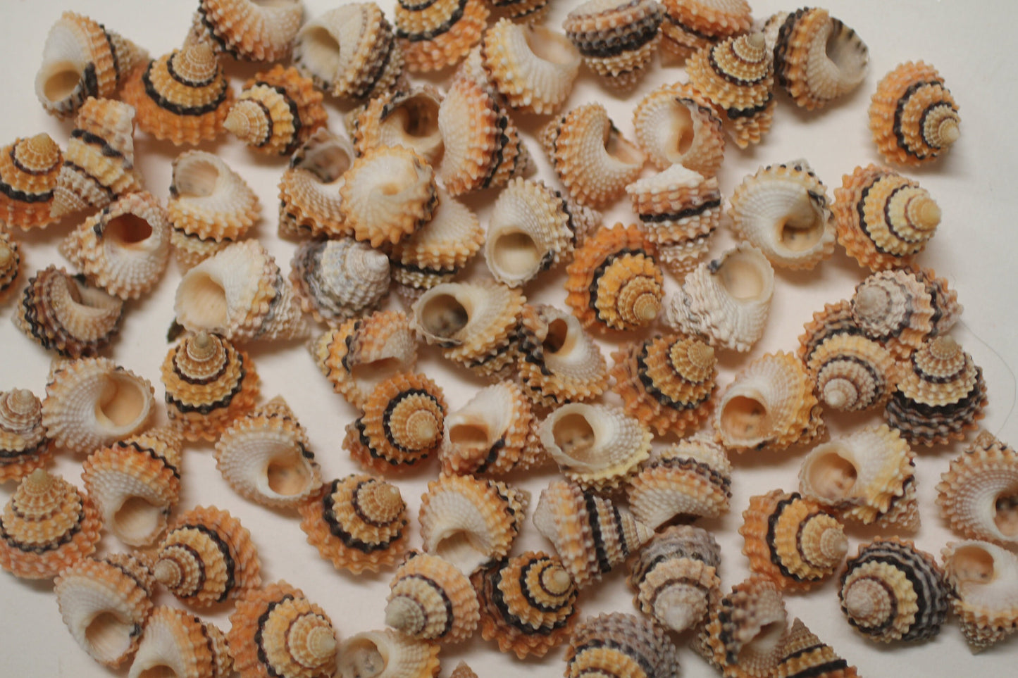 Small Tectarius Cornonatus Seashell Crafts Supplies- Upscale Crafts- Wreath Supply- Beach- Coastal- Nautical Decor- Jewelry Supply SS-417