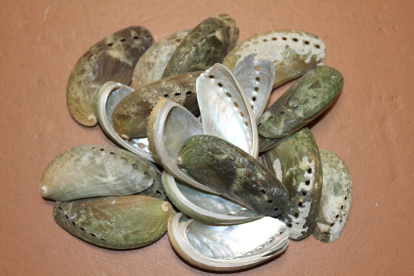 MULE EAR ABALONE Seashell / Craft Supplies / Floral Supply / Scrapbooking Craft / Sailor Valentines / Beach / Coastal / Island Decor ss-01