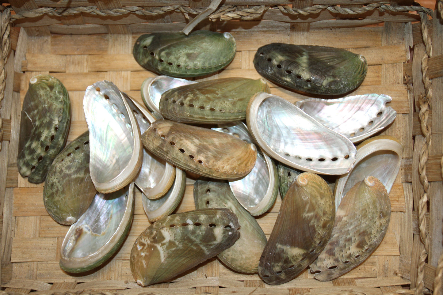 MULE EAR ABALONE Seashell / Craft Supplies / Floral Supply / Scrapbooking Craft / Sailor Valentines / Beach / Coastal / Island Decor ss-01