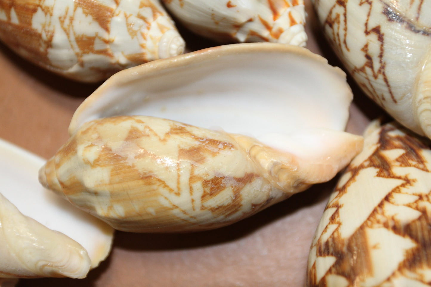 10 - WHOLE BAT VOLUTES Seashells,Craft Supplies,Bath Decor,Gift Basket Supply,Sailor Valentines,Beach,Coastal Island Decor SS-07