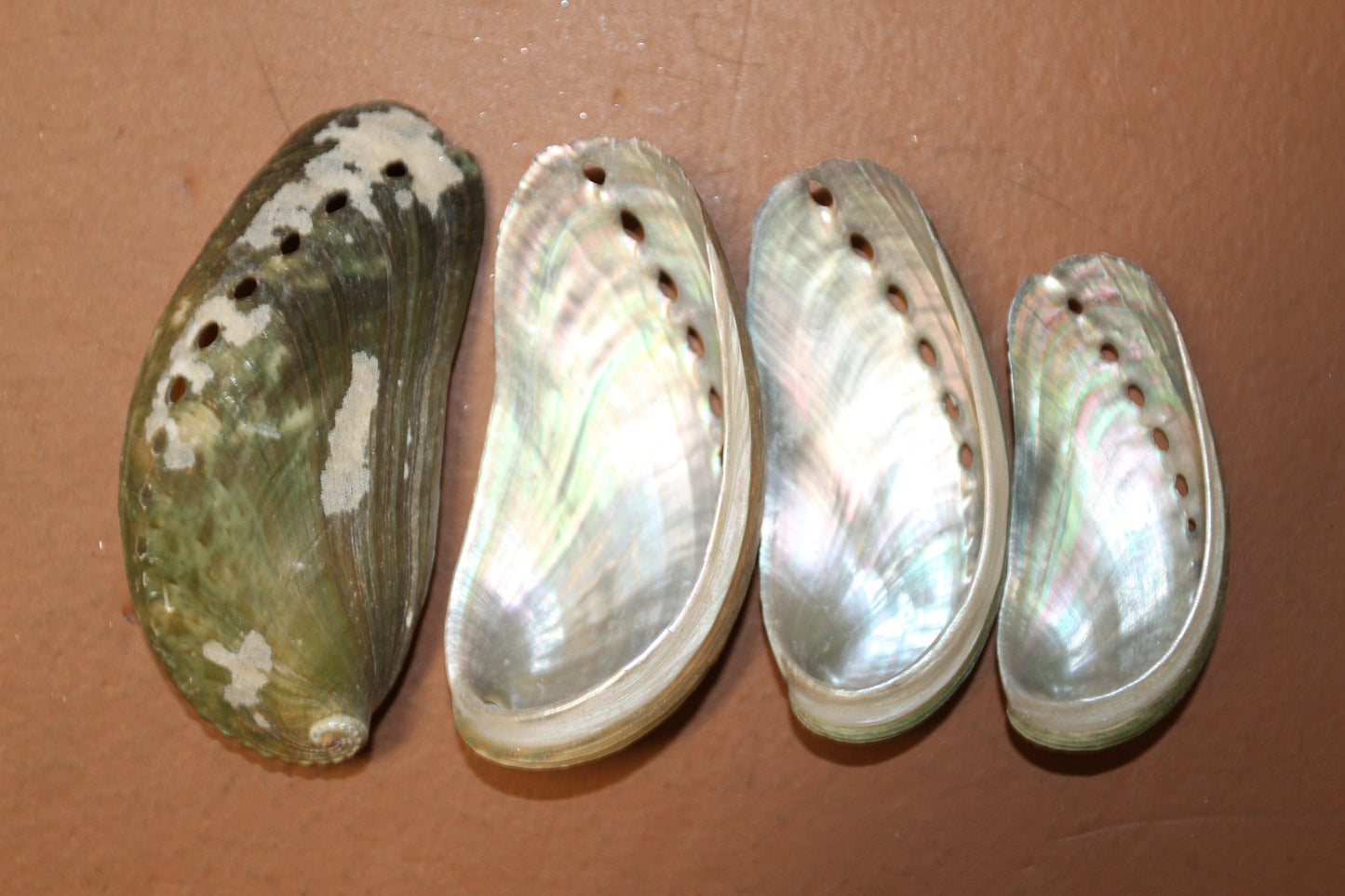 MULE EAR ABALONE Seashell / Craft Supplies / Floral Supply / Scrapbooking Craft / Sailor Valentines / Beach / Coastal / Island Decor ss-01